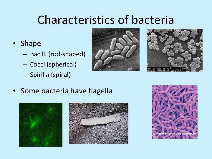 Characteristics of bacteria • Shape – Bacilli (rod-shaped) – Cocci (spherical) – Spirilla (spiral)