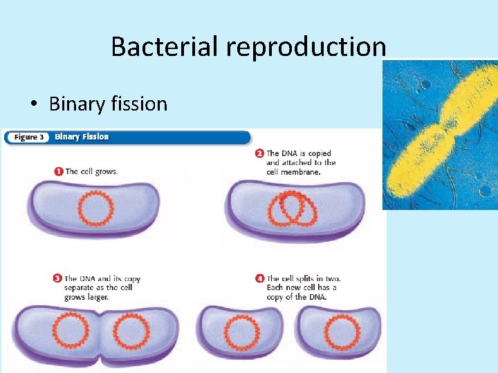 Bacterial reproduction • Binary fission 