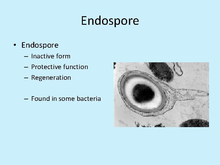 Endospore • Endospore – Inactive form – Protective function – Regeneration – Found in