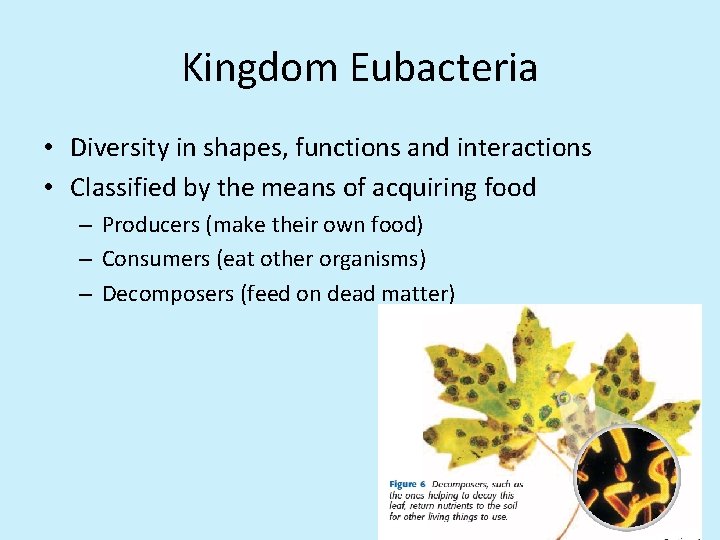 Kingdom Eubacteria • Diversity in shapes, functions and interactions • Classified by the means