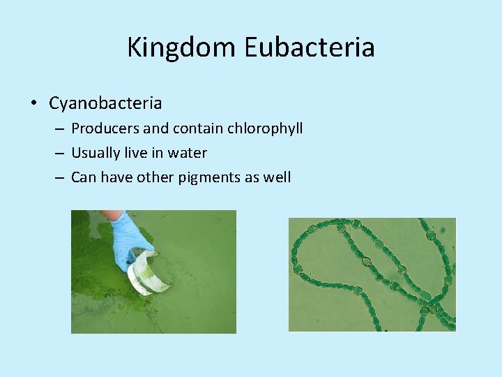 Kingdom Eubacteria • Cyanobacteria – Producers and contain chlorophyll – Usually live in water