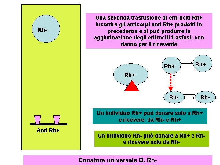 Rh- Una seconda trasfusione di eritrociti Rh+ incontra gli anticorpi anti Rh+ prodotti in