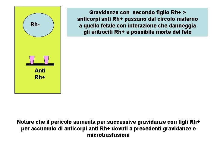 Rh- Gravidanza con secondo figlio Rh+ > anticorpi anti Rh+ passano dal circolo materno