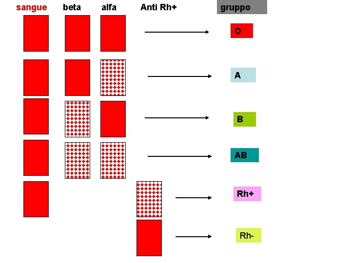 sangue beta alfa Anti Rh+ gruppo O A B AB Rh+ Rh- 