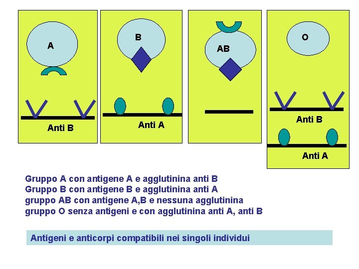 A Anti B B O AB Anti A Anti B Anti A Gruppo A