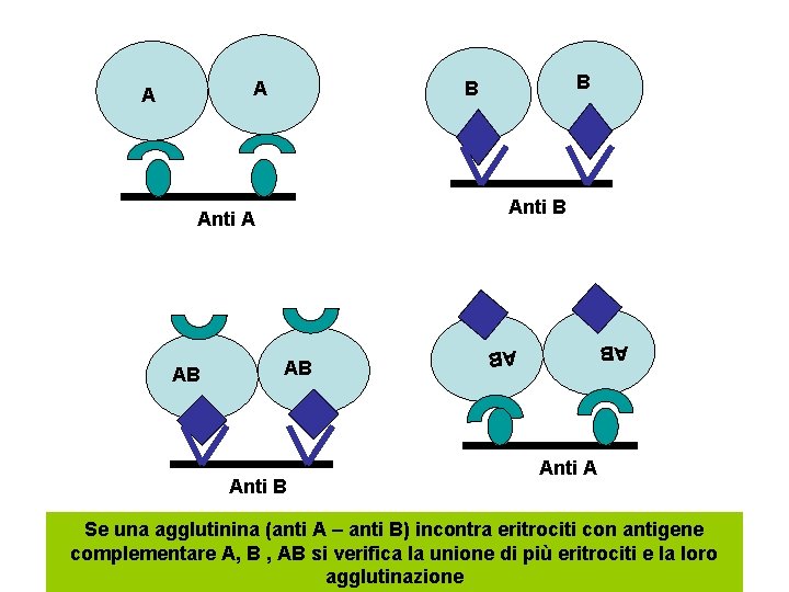 A Anti B AB Anti A AB B B AB A Anti A Se