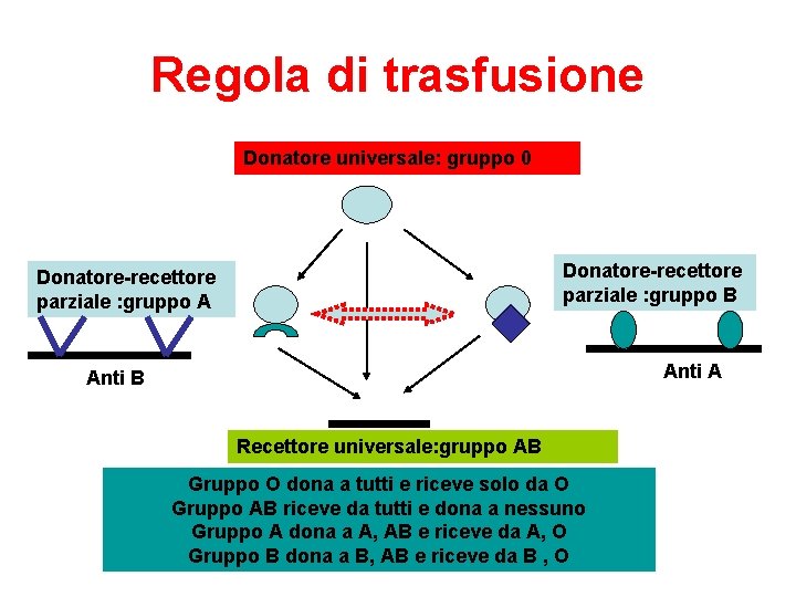 Regola di trasfusione Donatore universale: gruppo 0 Donatore-recettore parziale : gruppo B Donatore-recettore parziale