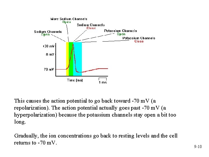 This causes the action potential to go back toward -70 m. V (a repolarization).