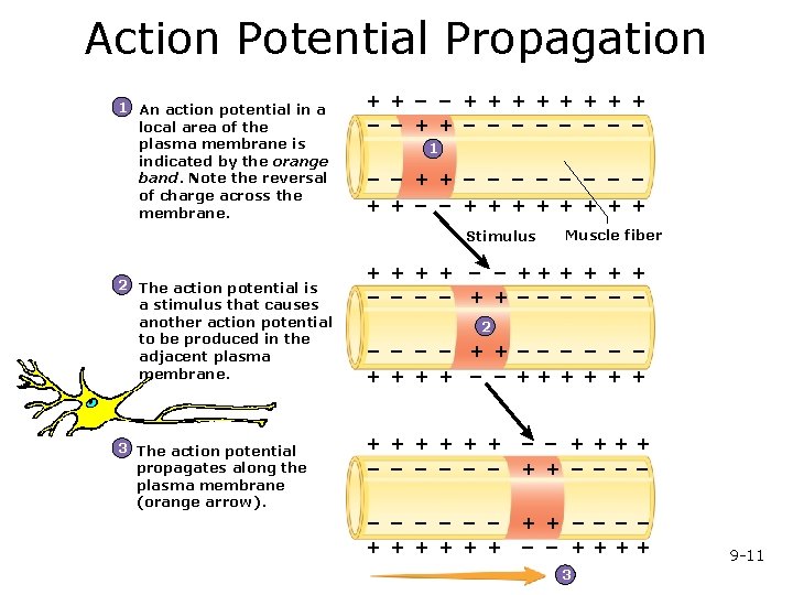 Action Potential Propagation 1 An action potential in a local area of the plasma