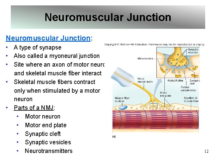 Neuromuscular Junction: • A type of synapse • Also called a myoneural junction •