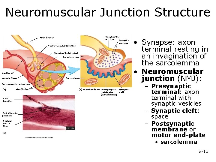 Neuromuscular Junction Structure Presynaptic terminal Axon branch Synaptic vesicles Neuromuscular junction Presynaptic terminal Sarcolemma