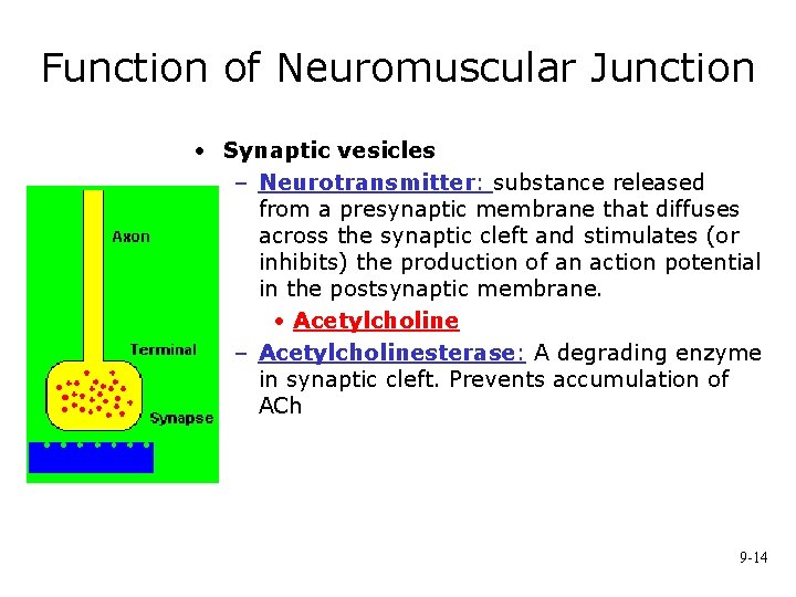 Function of Neuromuscular Junction • Synaptic vesicles – Neurotransmitter: substance released from a presynaptic