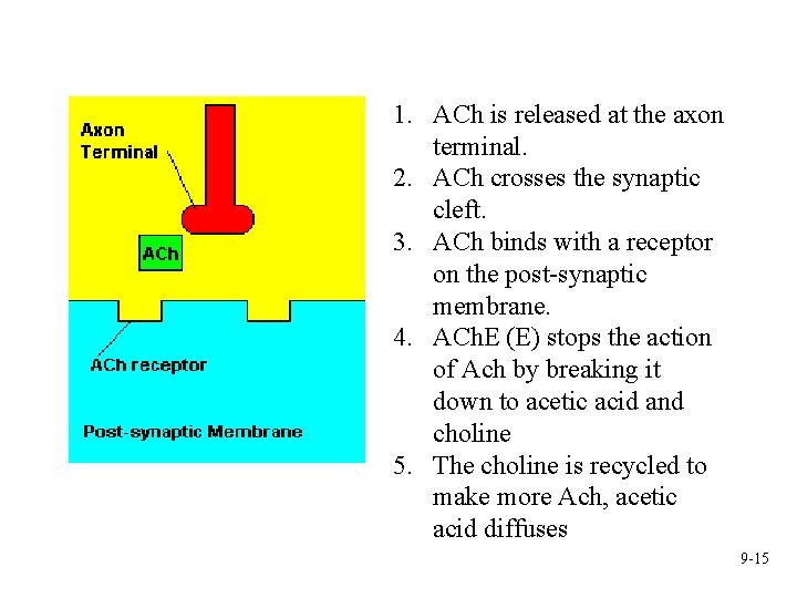 1. ACh is released at the axon terminal. 2. ACh crosses the synaptic cleft.