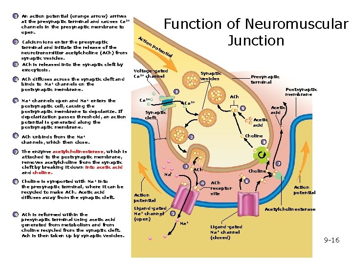 1 An action potential (orange arrow) arrives at the presynaptic terminal and causes Ca
