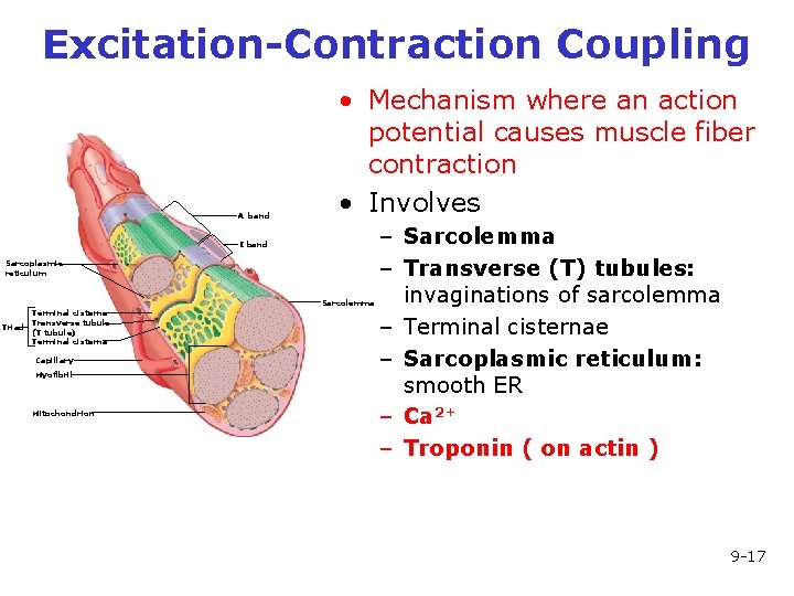 Excitation-Contraction Coupling A band • Mechanism where an action potential causes muscle fiber contraction