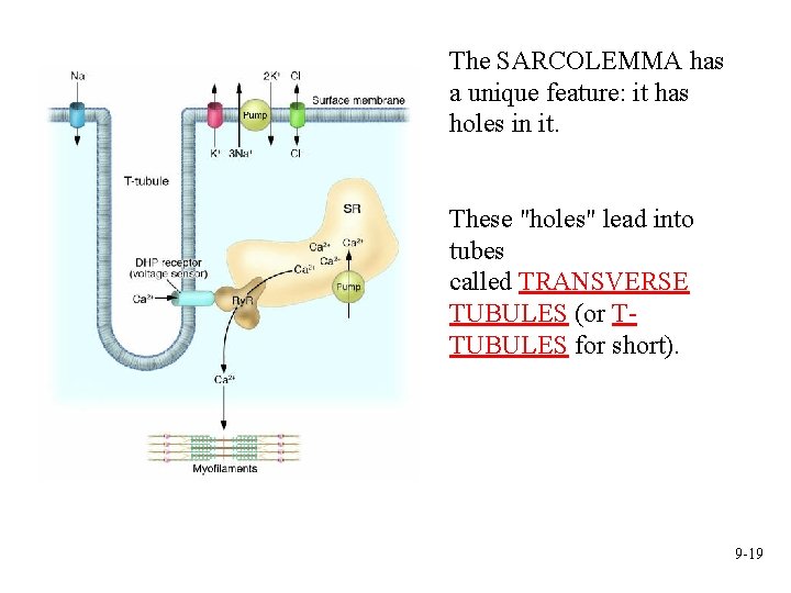 The SARCOLEMMA has a unique feature: it has holes in it. These "holes" lead