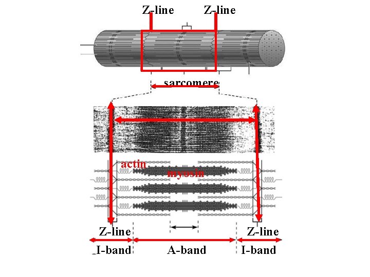 Z-line sarcomere actin Z-line I-band myosin A-band Z-line I-band 