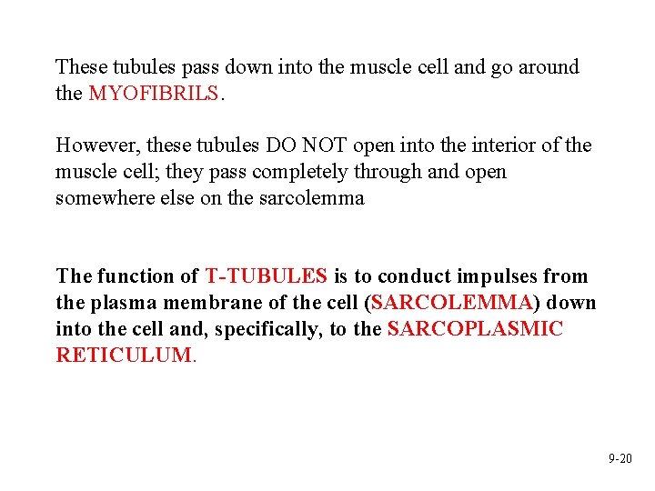 These tubules pass down into the muscle cell and go around the MYOFIBRILS. However,