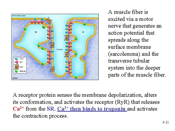 A muscle fiber is excited via a motor nerve that generates an action potential