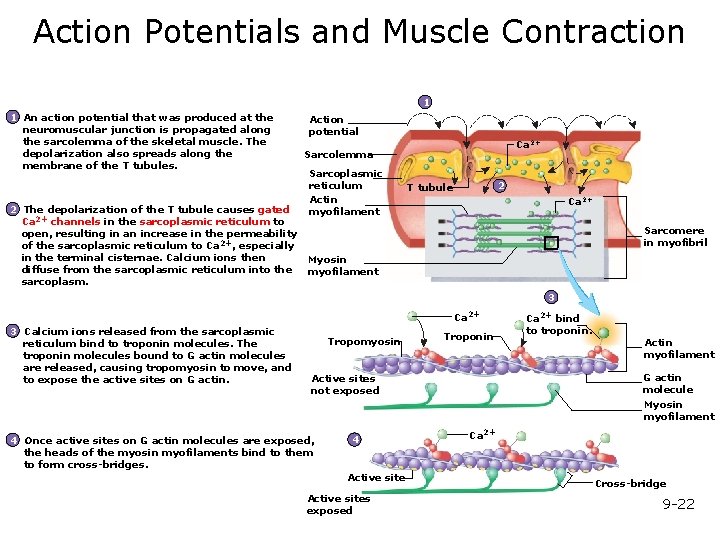 Action Potentials and Muscle Contraction 1 1 An action potential that was produced at