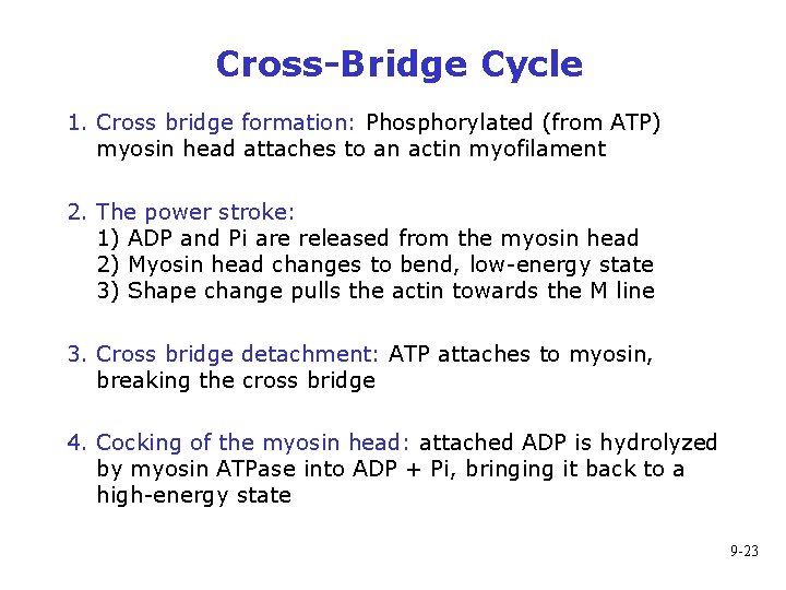 Cross-Bridge Cycle 1. Cross bridge formation: Phosphorylated (from ATP) myosin head attaches to an