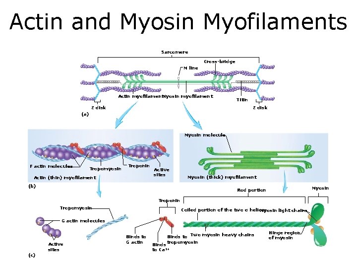 Actin and Myosin Myofilaments Sarcomere Cross-bridge M line Actin myofilament. Myosin myofilament Z disk