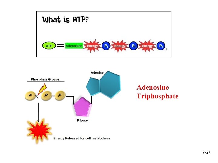 Adenosine Triphosphate 9 -27 