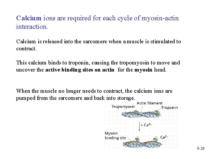 Calcium ions are required for each cycle of myosin-actin interaction. Calcium is released into