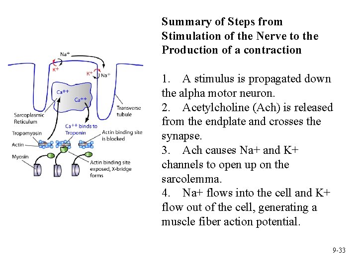 Summary of Steps from Stimulation of the Nerve to the Production of a contraction