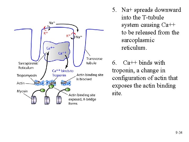 5. Na+ spreads downward into the T-tubule system causing Ca++ to be released from