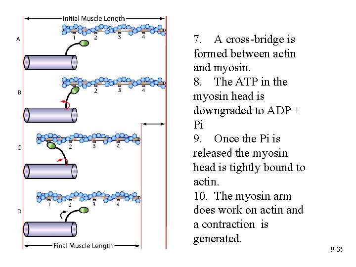 7. A cross-bridge is formed between actin and myosin. 8. The ATP in the