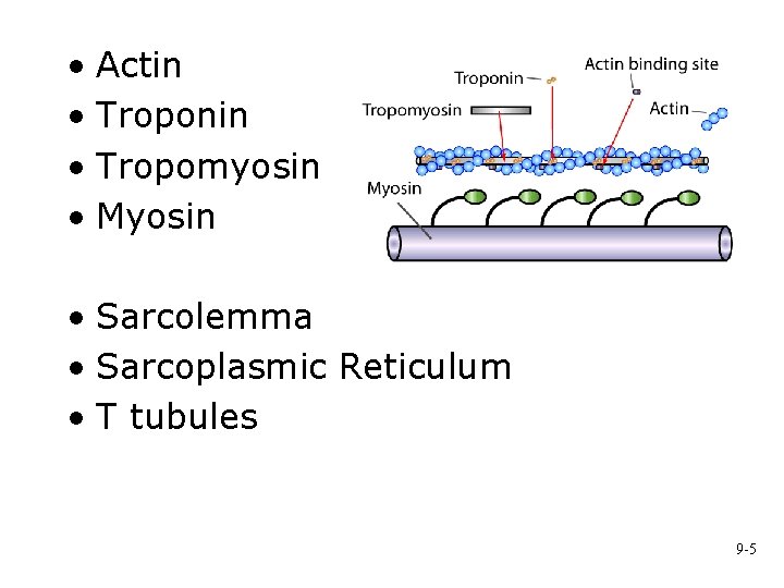  • Actin • Troponin • Tropomyosin • Myosin • Sarcolemma • Sarcoplasmic Reticulum