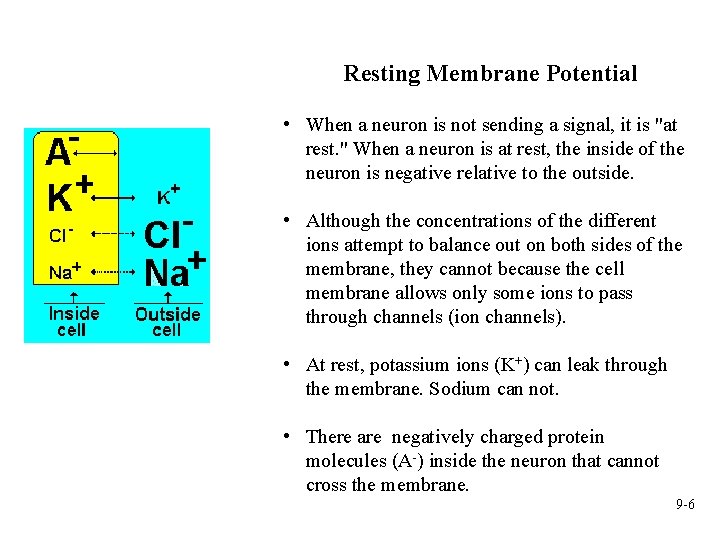 Resting Membrane Potential • When a neuron is not sending a signal, it is