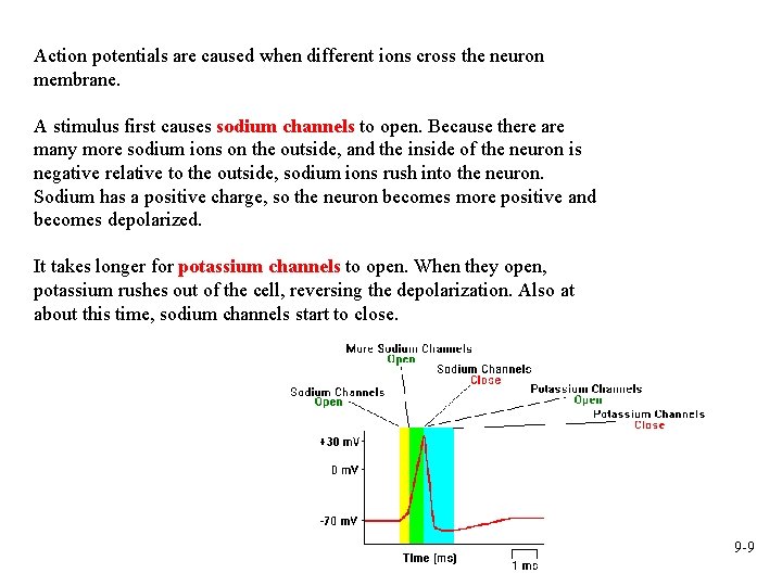 Action potentials are caused when different ions cross the neuron membrane. A stimulus first