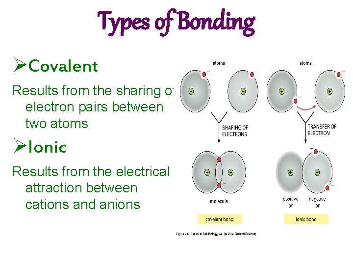Types of Bonding ØCovalent Results from the sharing of electron pairs between two atoms