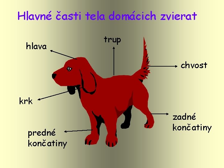 Hlavné časti tela domácich zvierat hlava trup chvost krk predné končatiny zadné končatiny 