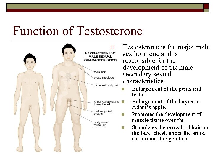 Function of Testosterone o Testosterone is the major male sex hormone and is responsible