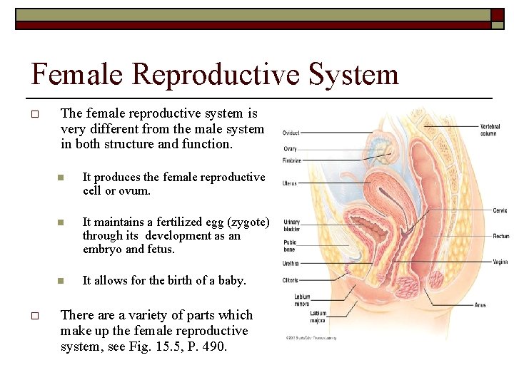 Female Reproductive System o o The female reproductive system is very different from the