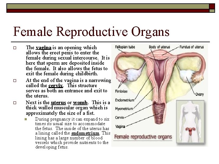 Female Reproductive Organs o o o The vagina is an opening which allows the