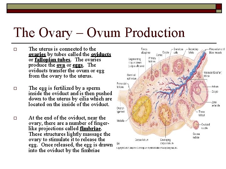 The Ovary – Ovum Production o The uterus is connected to the ovaries by