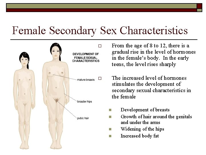 Female Secondary Sex Characteristics o From the age of 8 to 12, there is