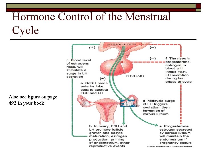 Hormone Control of the Menstrual Cycle Also see figure on page 492 in your