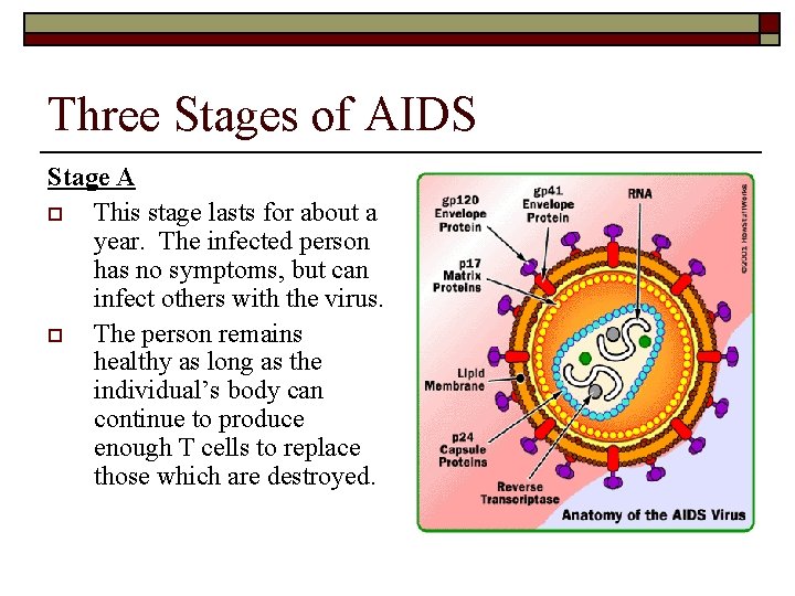 Three Stages of AIDS Stage A o This stage lasts for about a year.