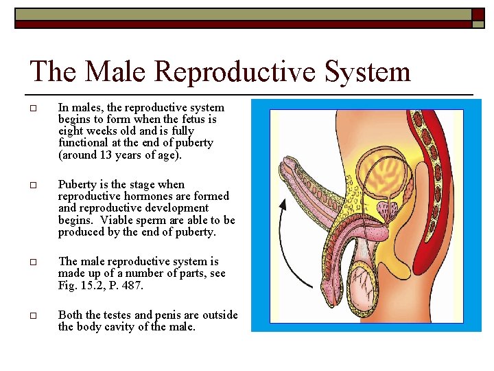The Male Reproductive System o In males, the reproductive system begins to form when