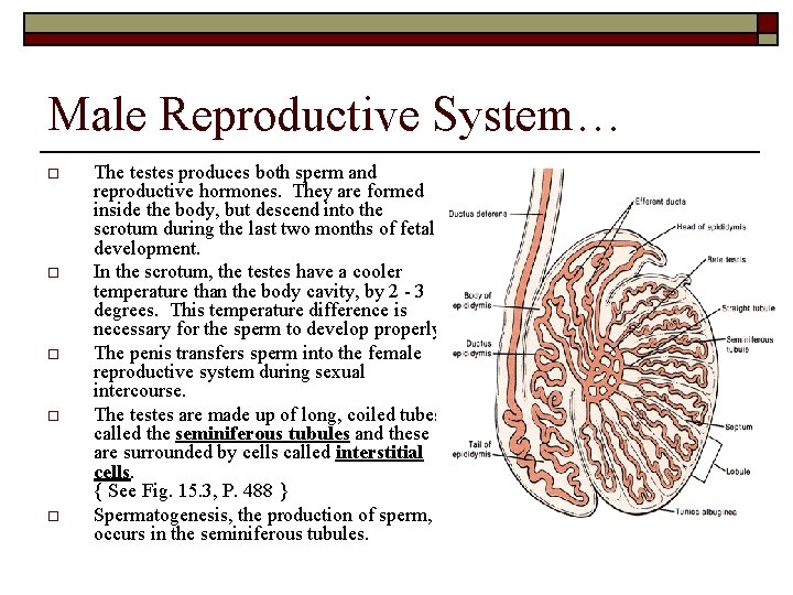 Male Reproductive System… o o o The testes produces both sperm and reproductive hormones.