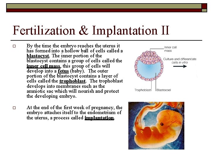 Fertilization & Implantation II o By the time the embryo reaches the uterus it