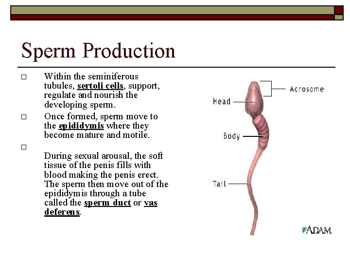 Sperm Production o o o Within the seminiferous tubules, sertoli cells, support, regulate and
