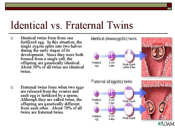 Identical vs. Fraternal Twins o Identical twins form from one fertilized egg. In this