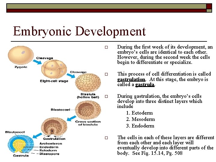 Embryonic Development o During the first week of its development, an embryo’s cells are