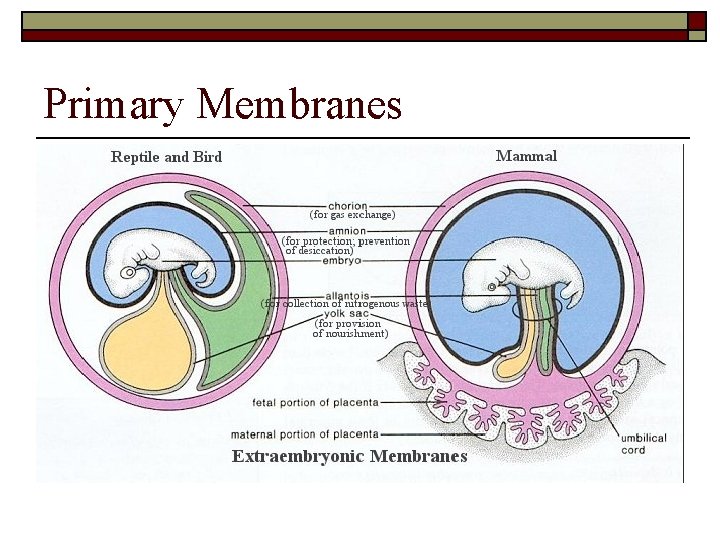 Primary Membranes 